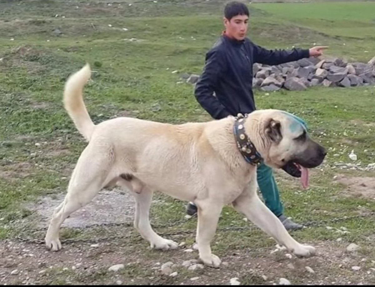 Палевый алабай