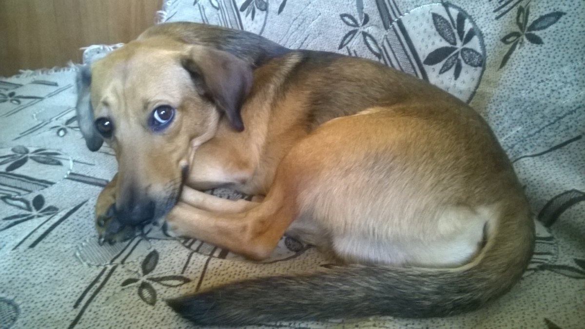 Помесь таксы и дворняги каштанка