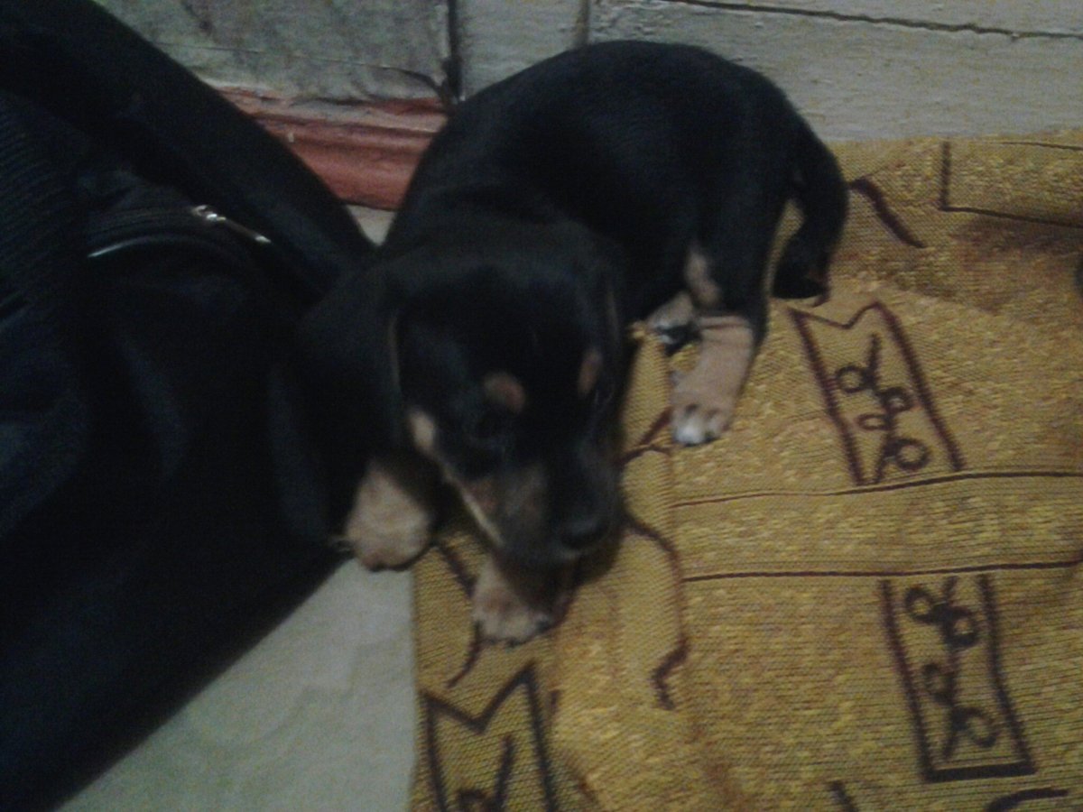 Метис таксы и дворняги