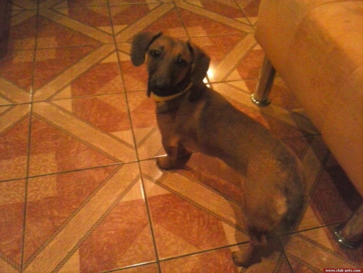 Такса смешанная с овчаркой