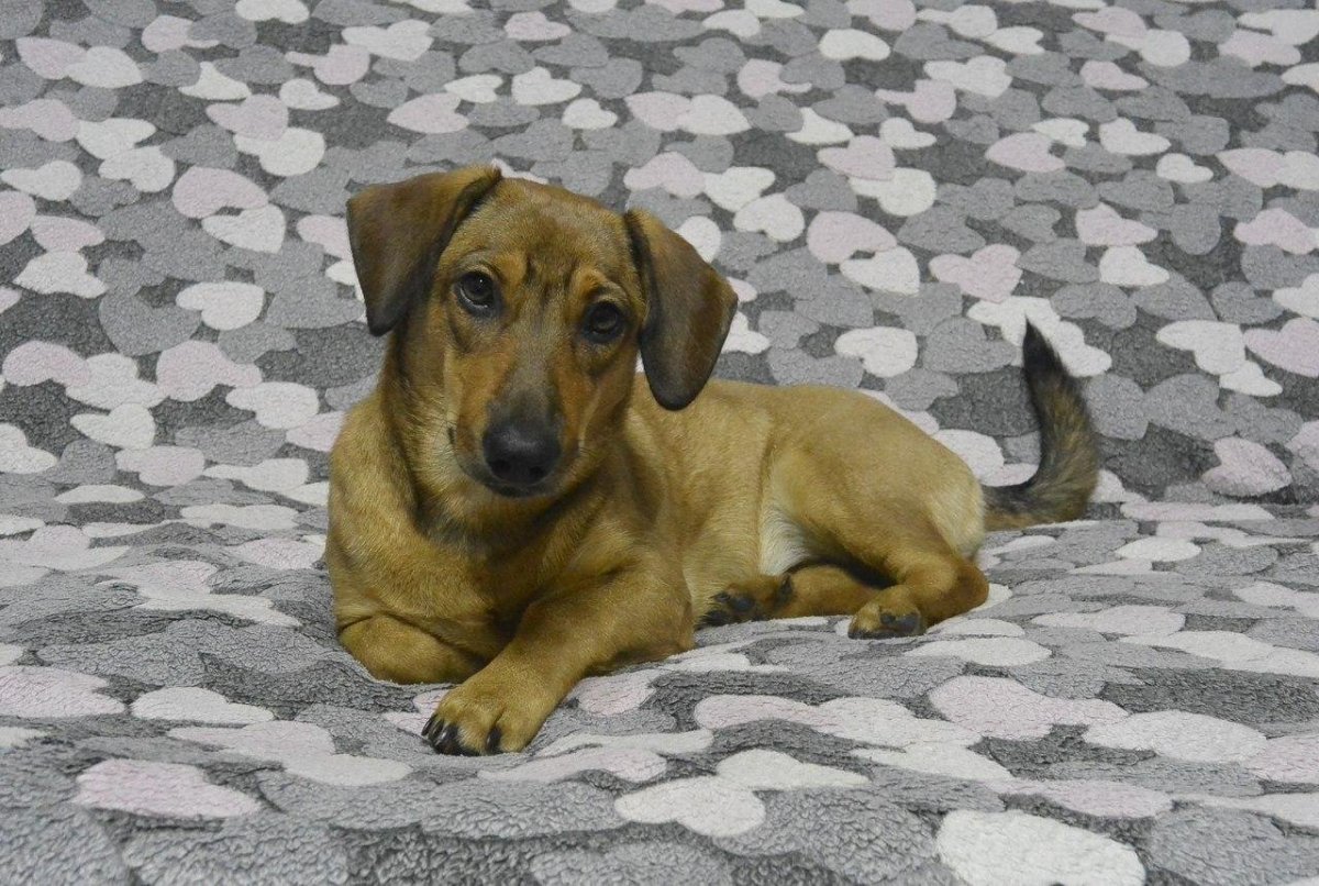 Метис таксы и дворняги