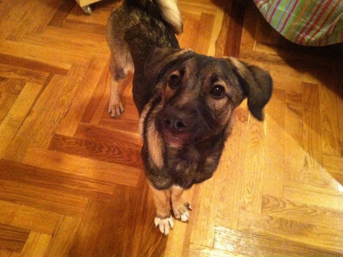 Метис таксы и лайки