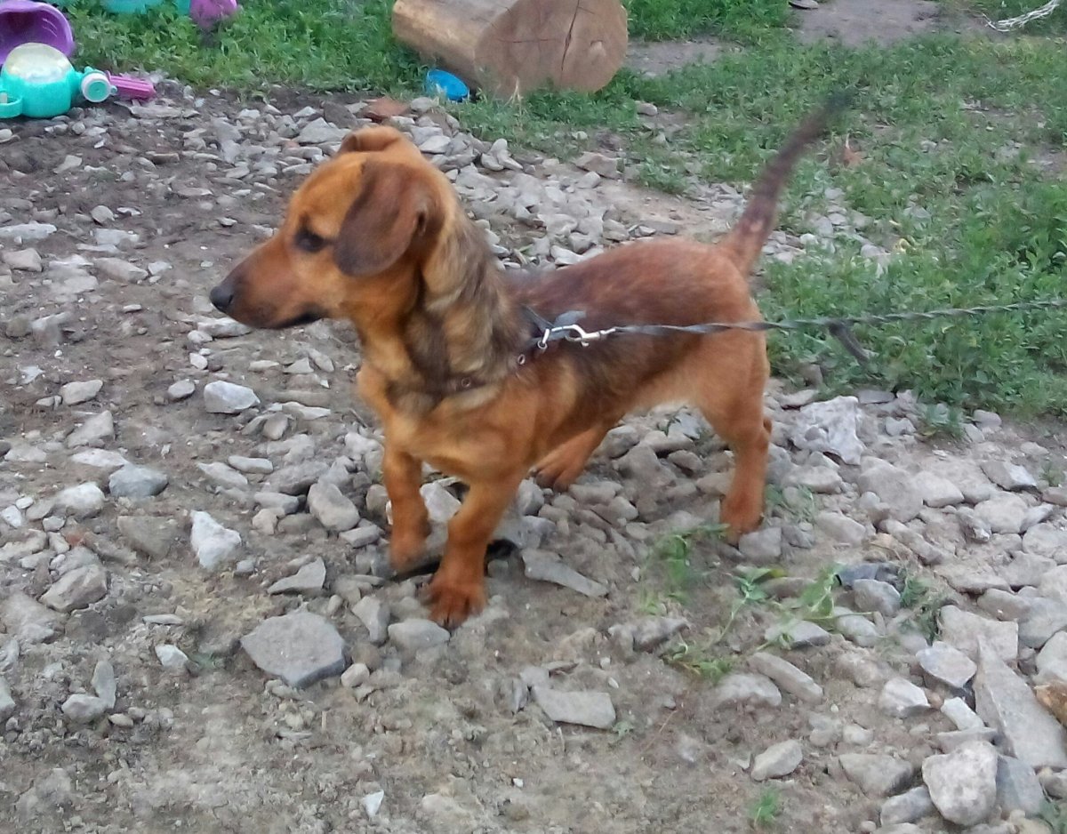 Помесь той терьера с дворняжкой