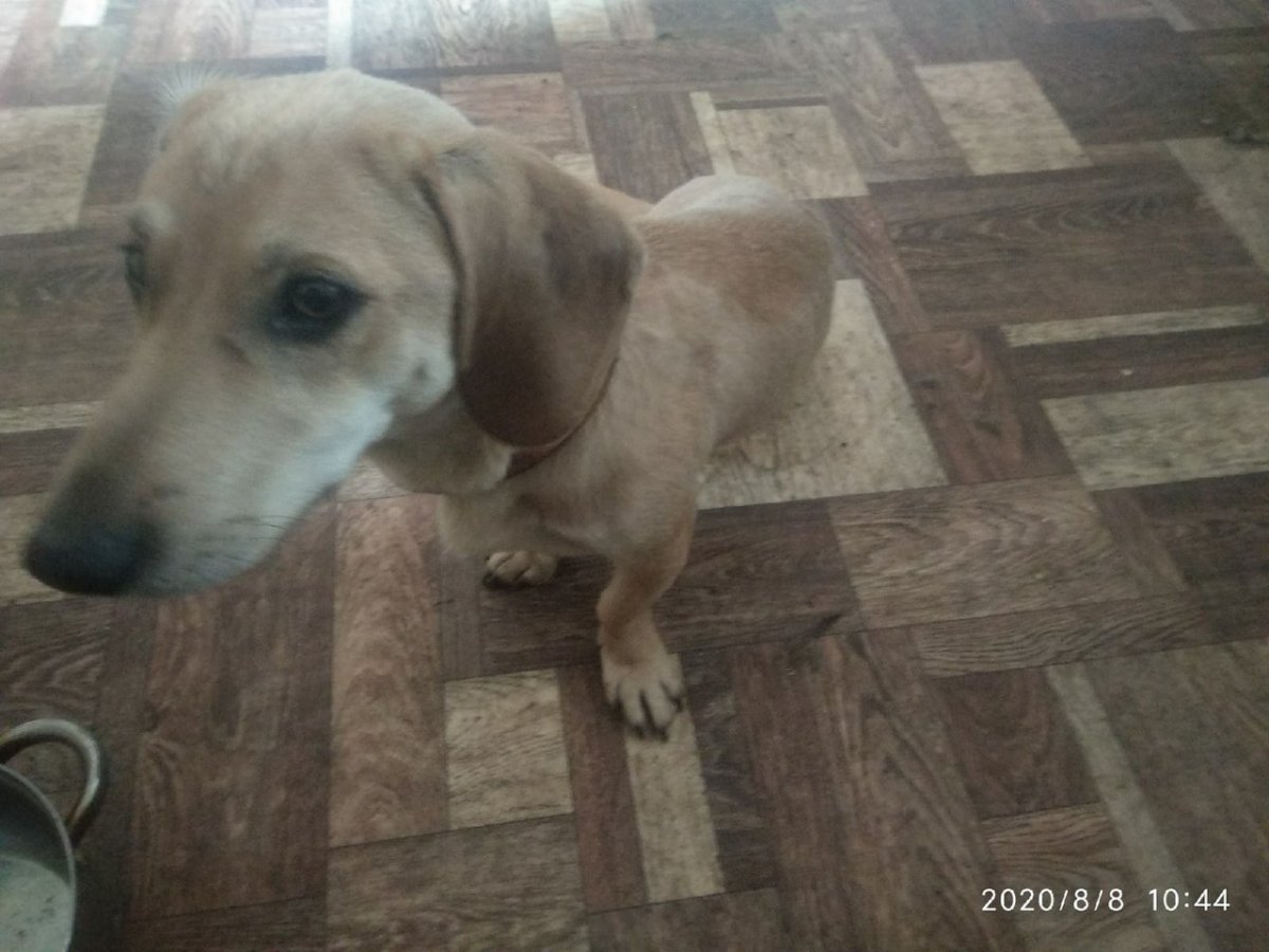 Такса дворняга