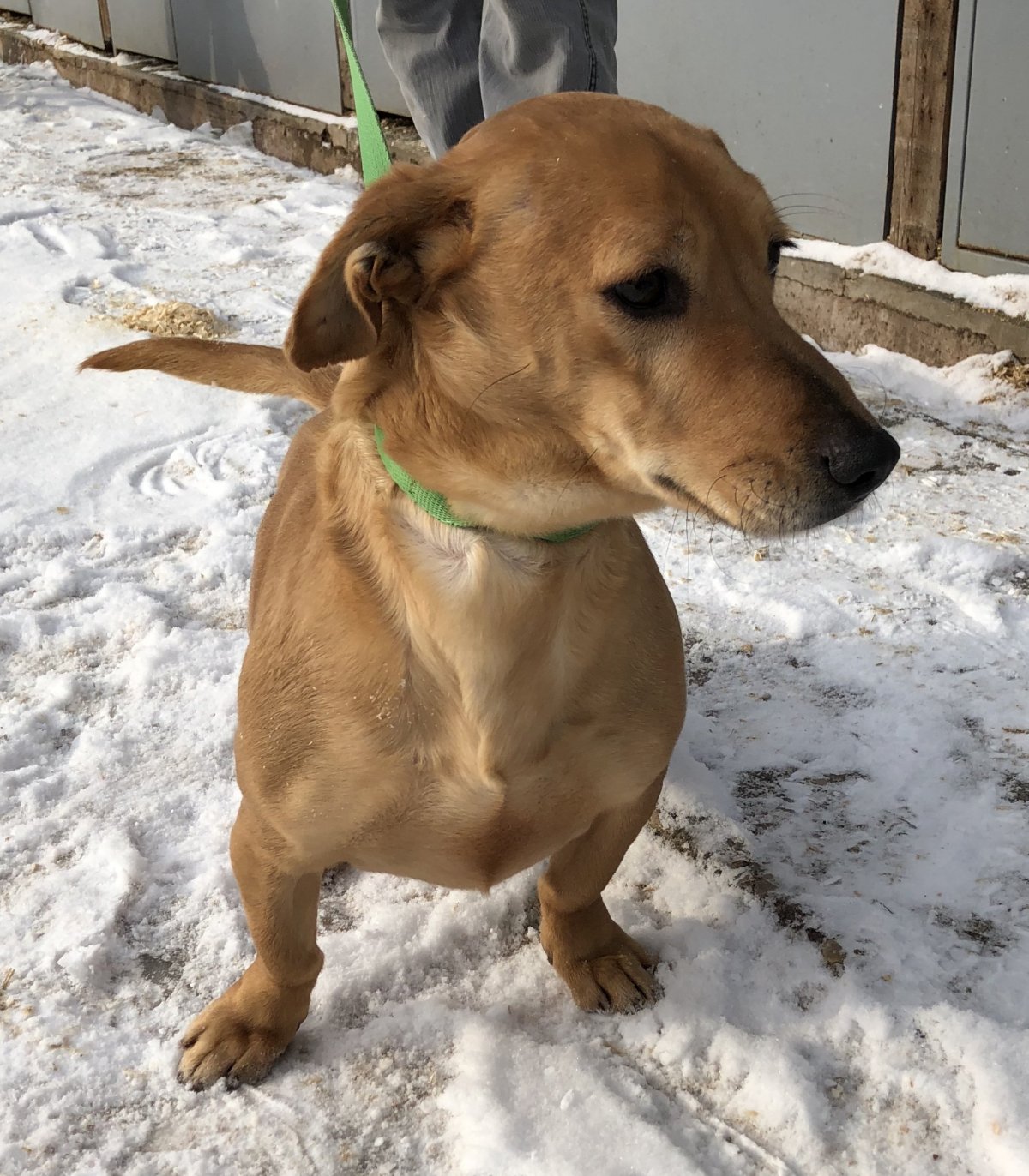 Метис таксы и гончей