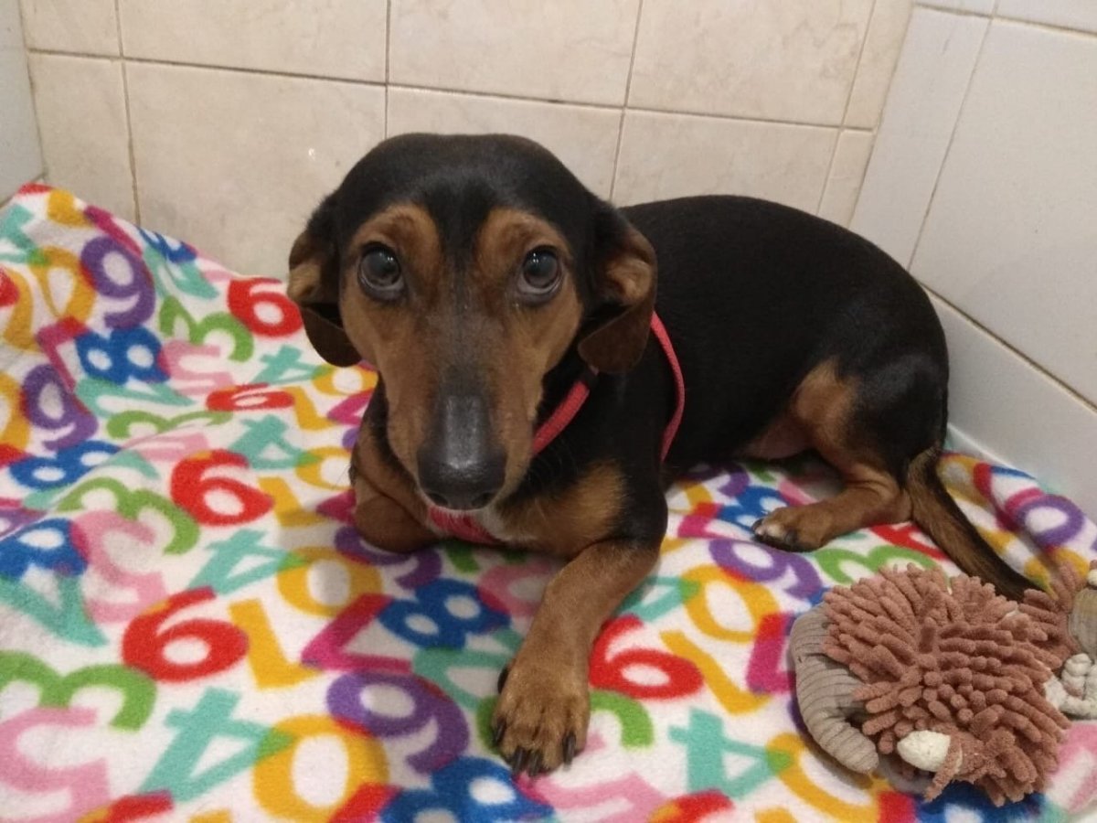 Такса длинношерстная дворняга