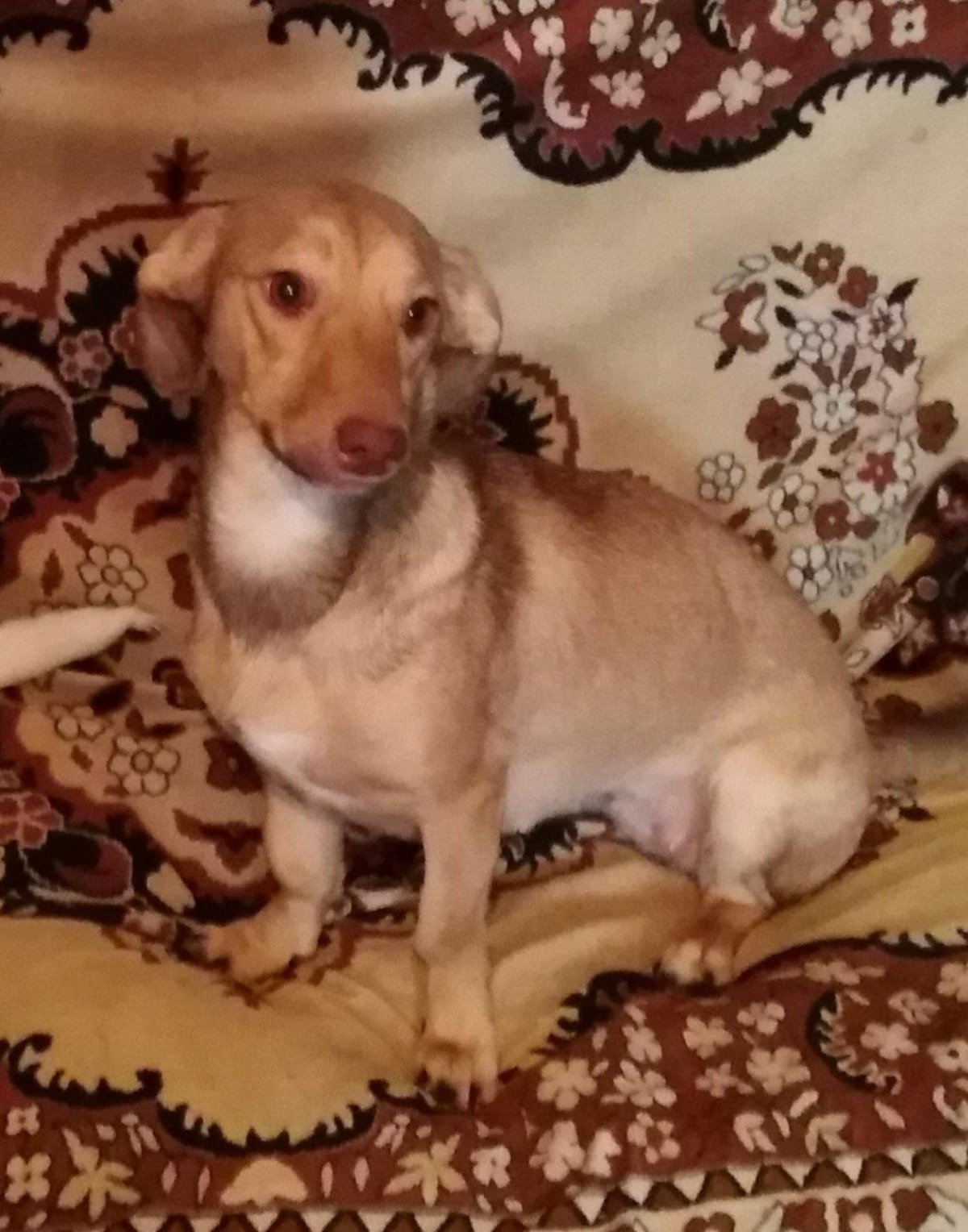 Метис таксы и тибетского спаниеля