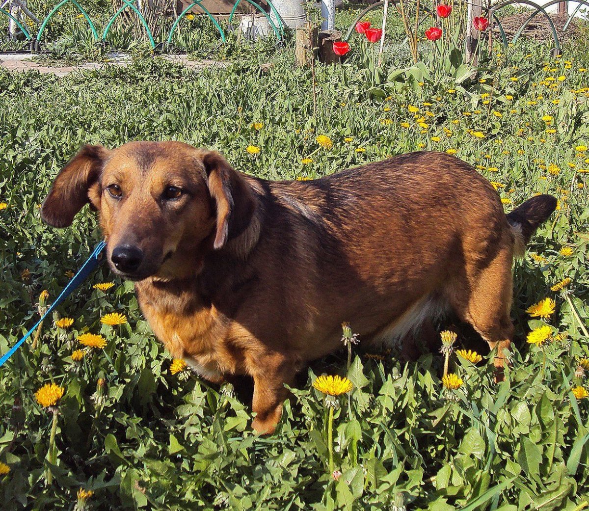 Помесь таксы и дворняги