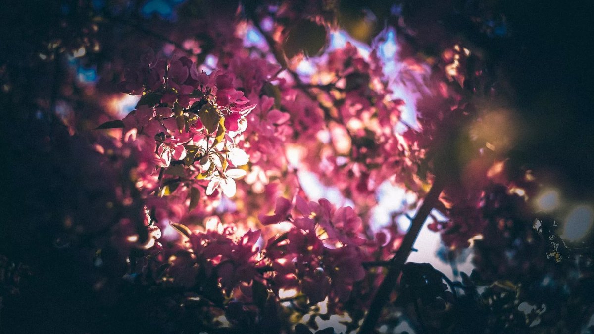 Обои на рабочий стол Эстетика