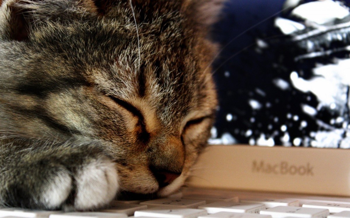 Обои на ноутбук