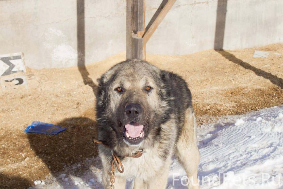 Кавказская овчарка с некупированными ушами