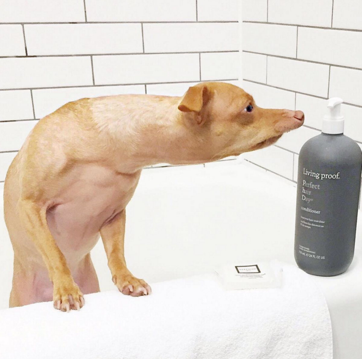 Сиба ину и Джек Рассел терьер