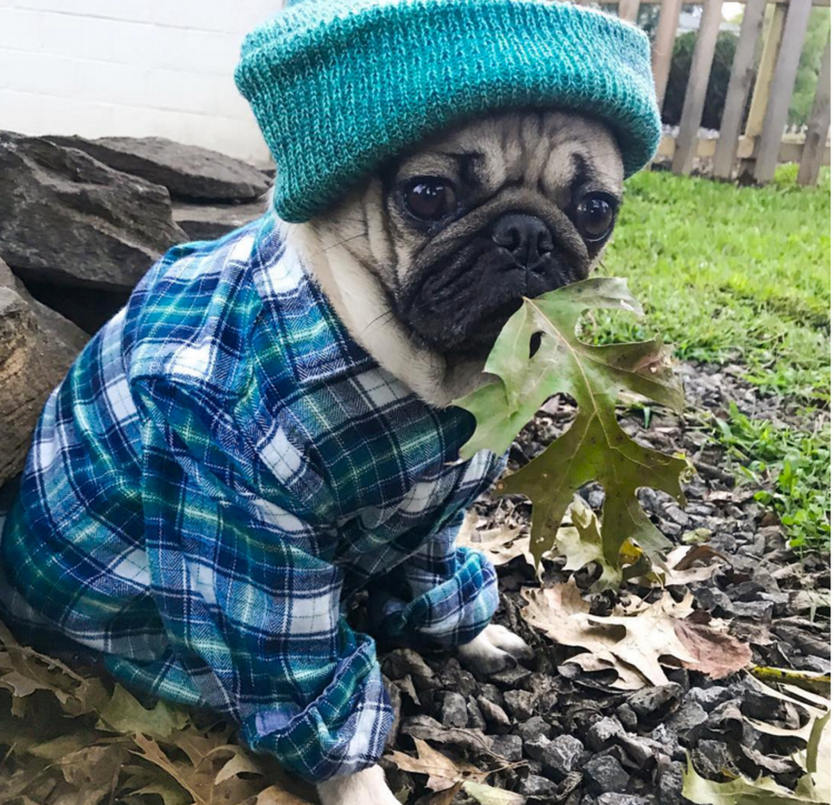 Собачий обед