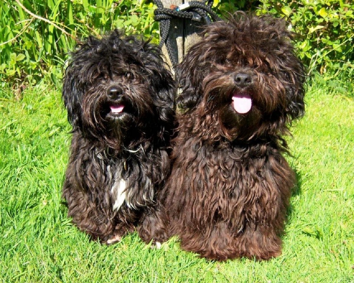 Смолов фотосессия с собакой