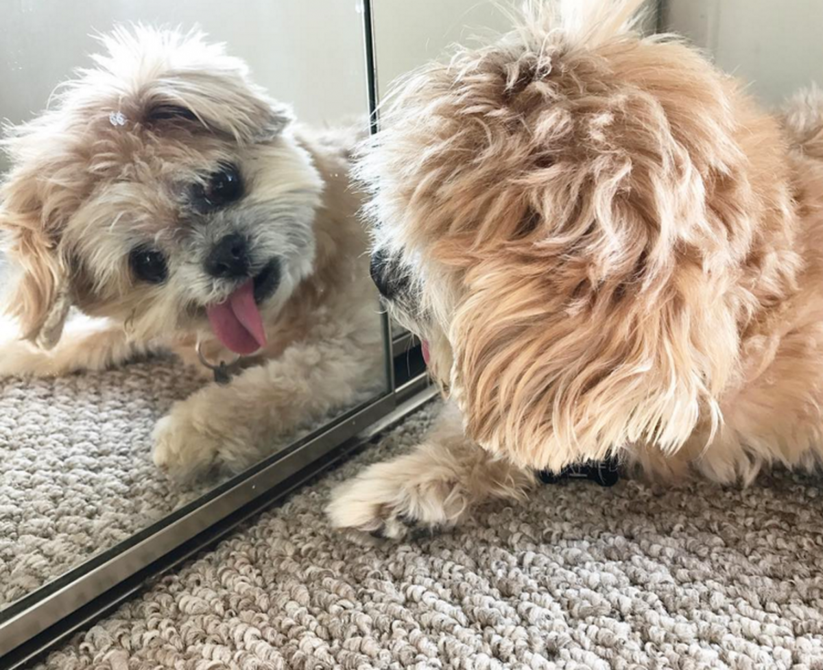 Собака породы ши ПУ