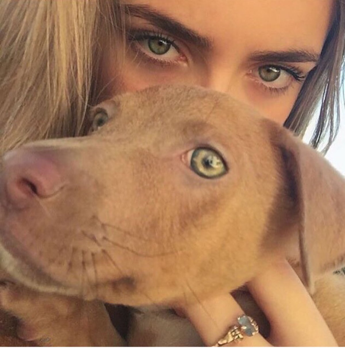 Собака Тейлор Хилл порода