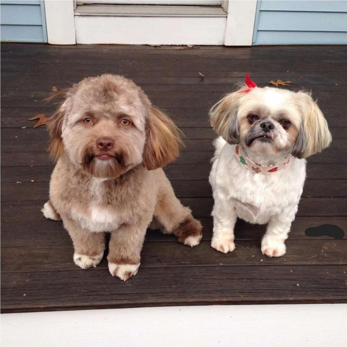 Красивые фото для инстаграма собак