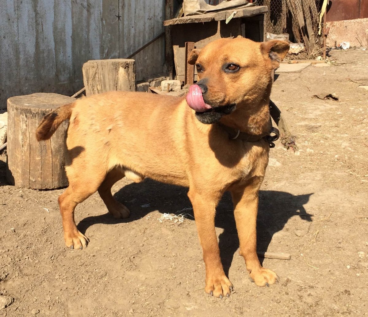 Питбуль метис дворняги