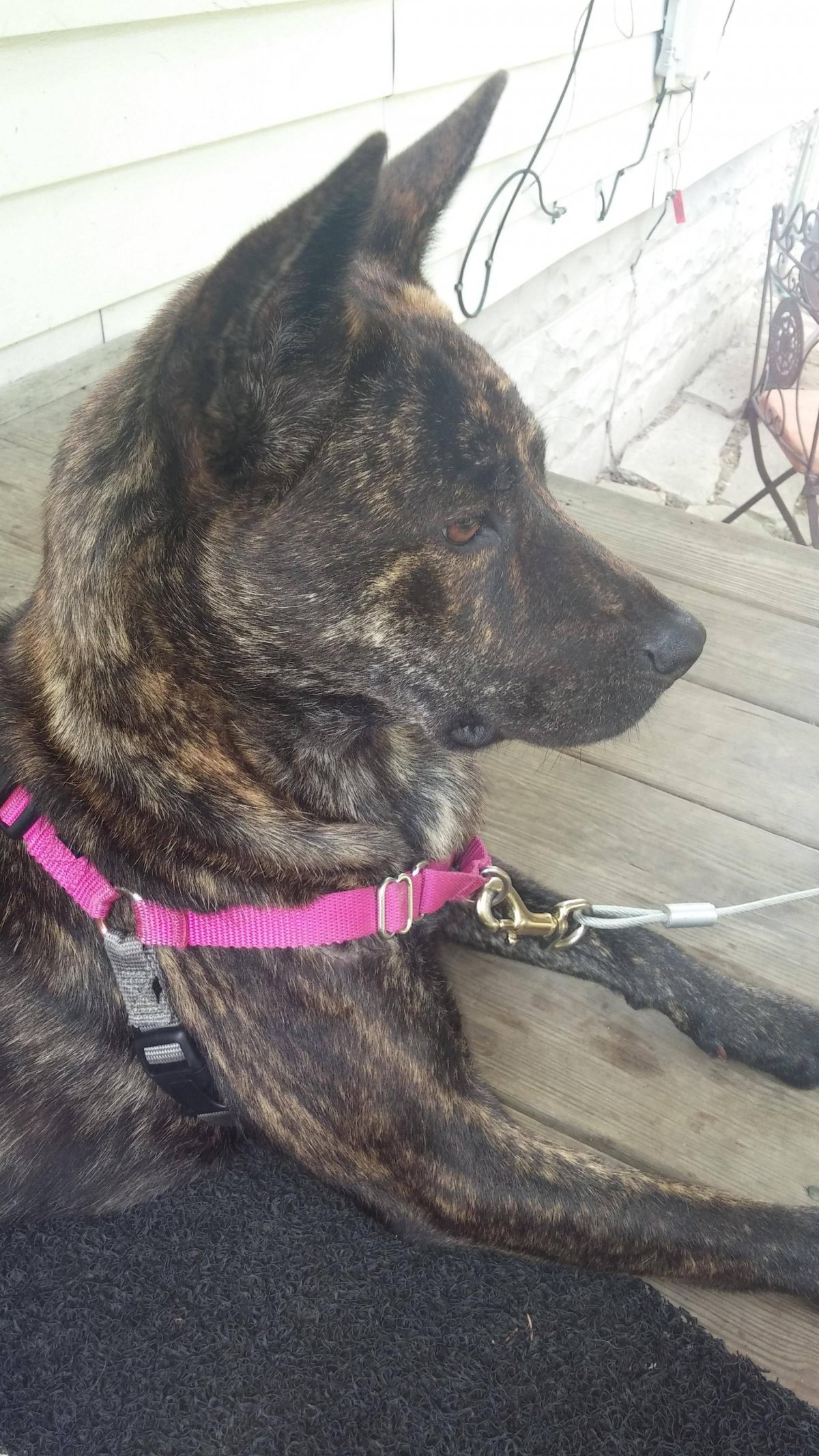 Метис овчарка стафф