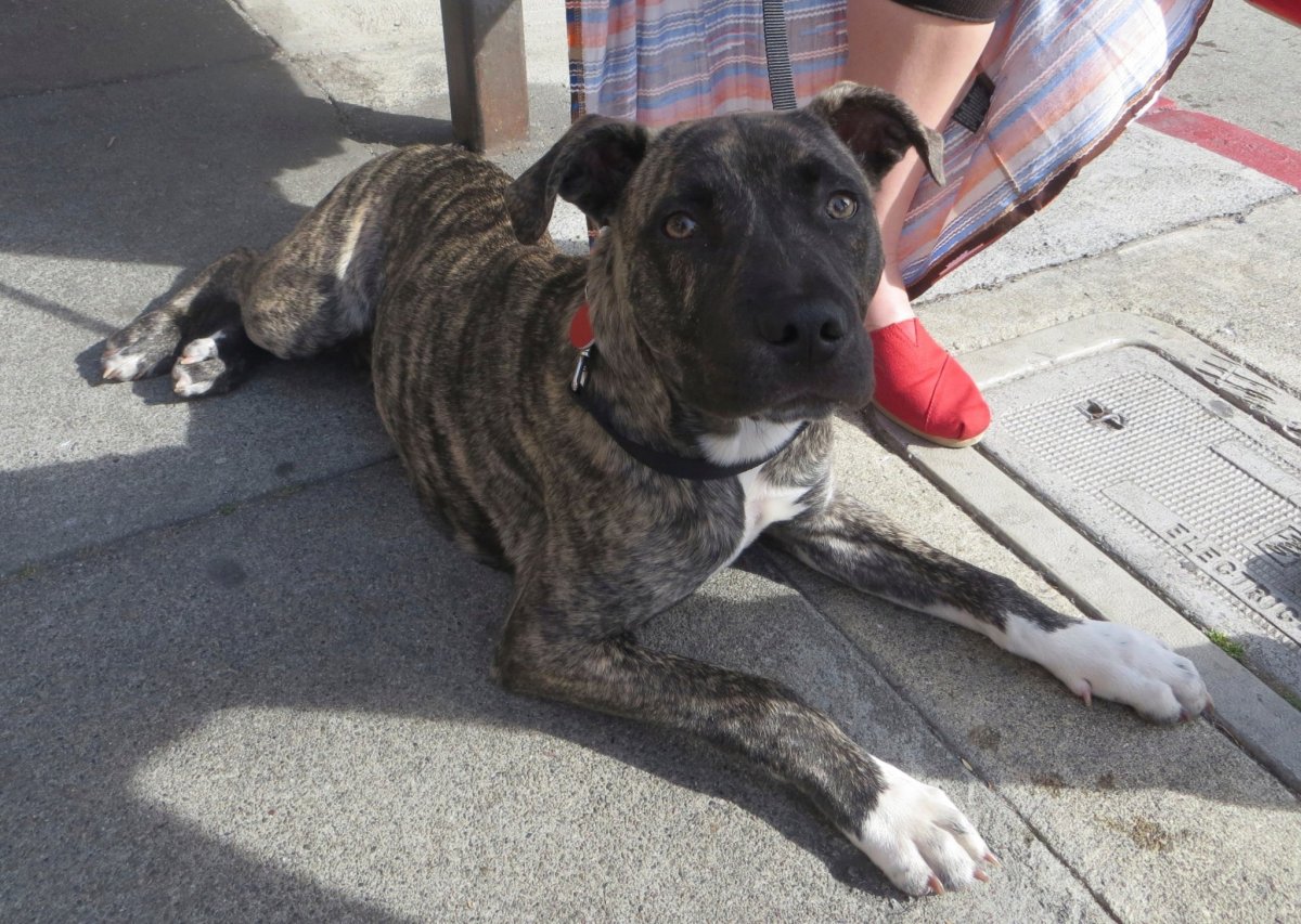 Питбуль и немецкая овчарка смесь