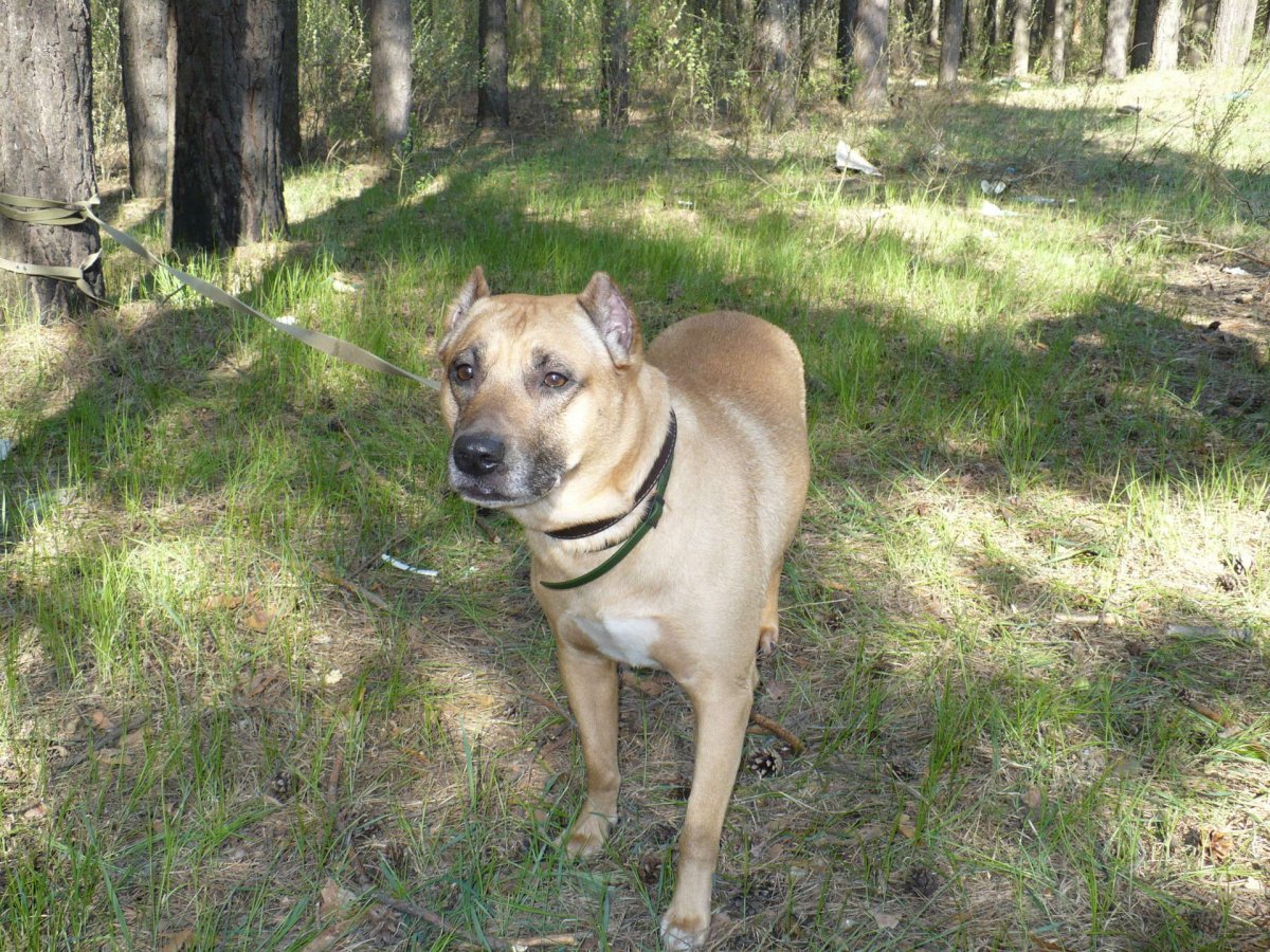 Метис риджбека