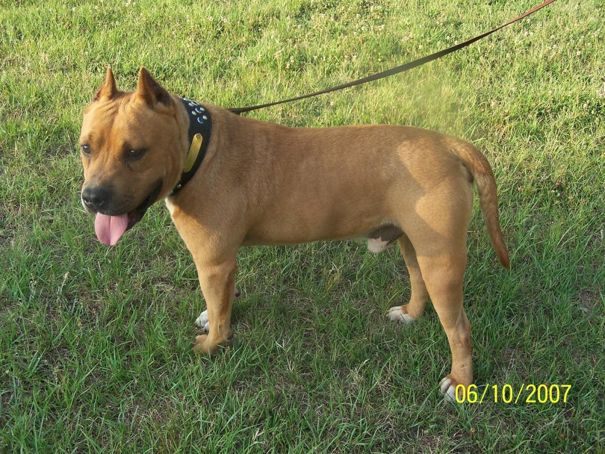 Метис стаффа и дворняги