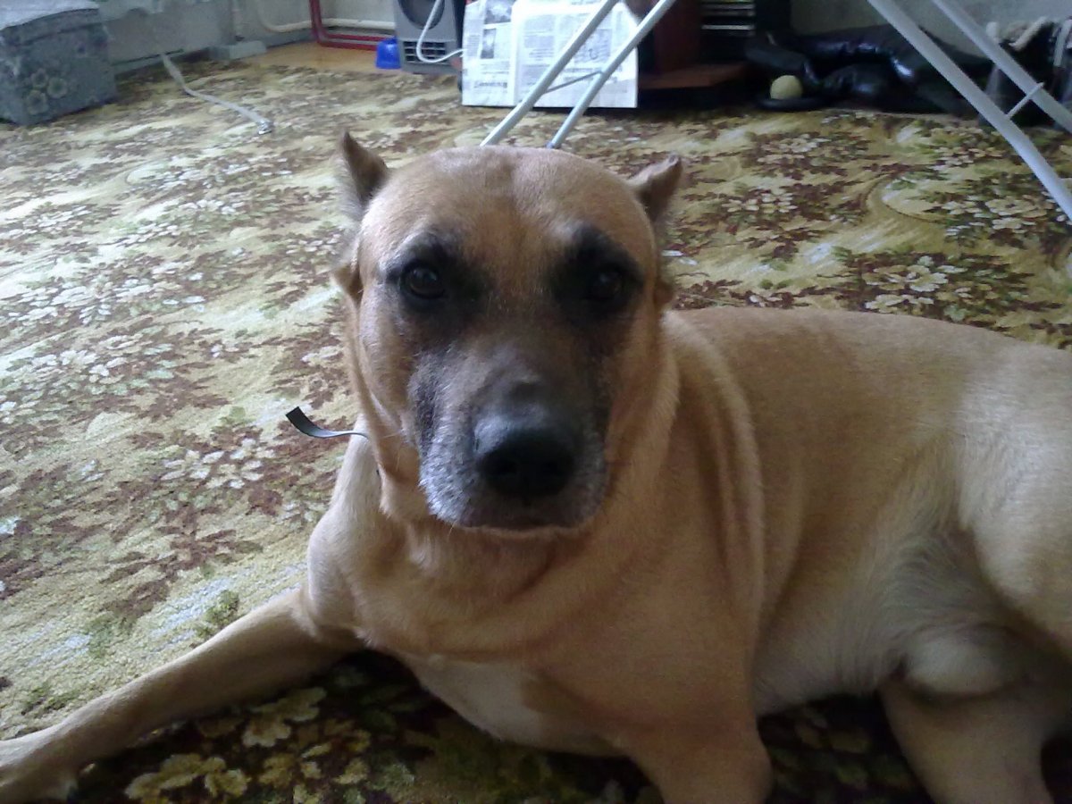 Стаффордширский терьер метис