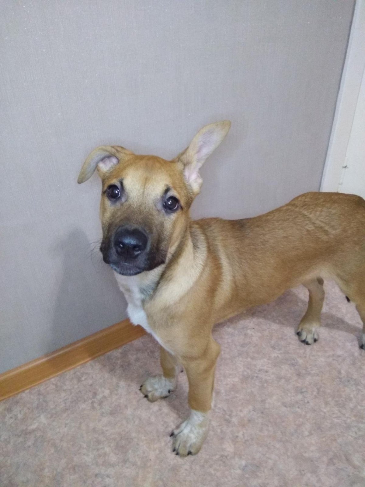 Метис питбуль и овчарка