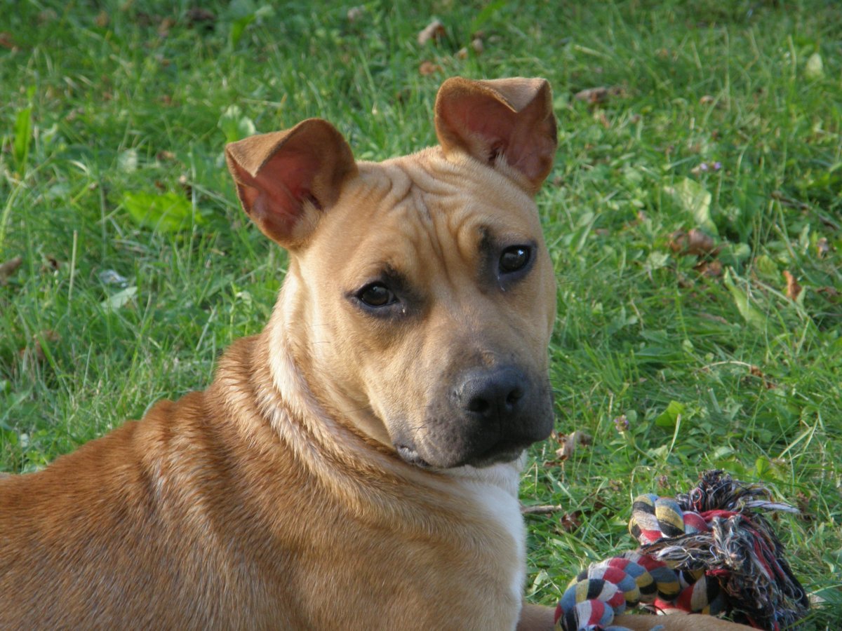 Помесь овчарки с питбулем