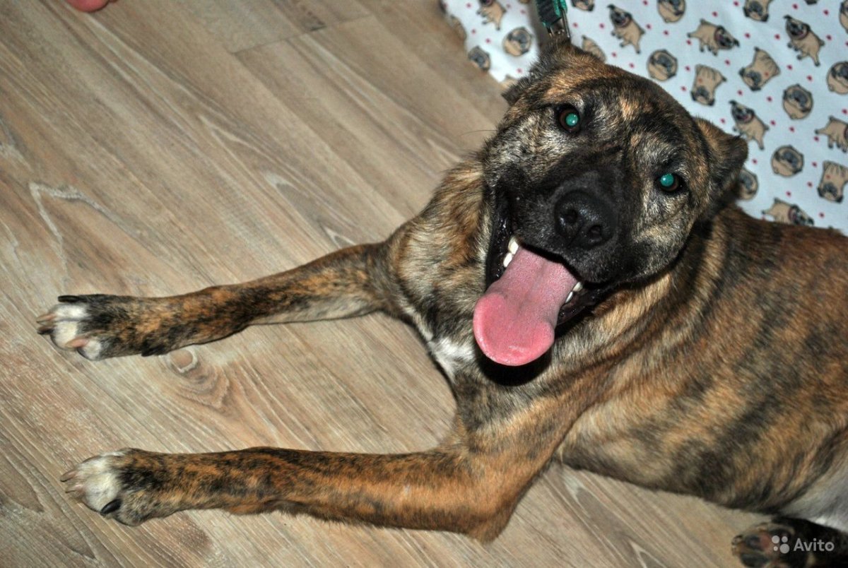 Метис бультерьера и овчарки