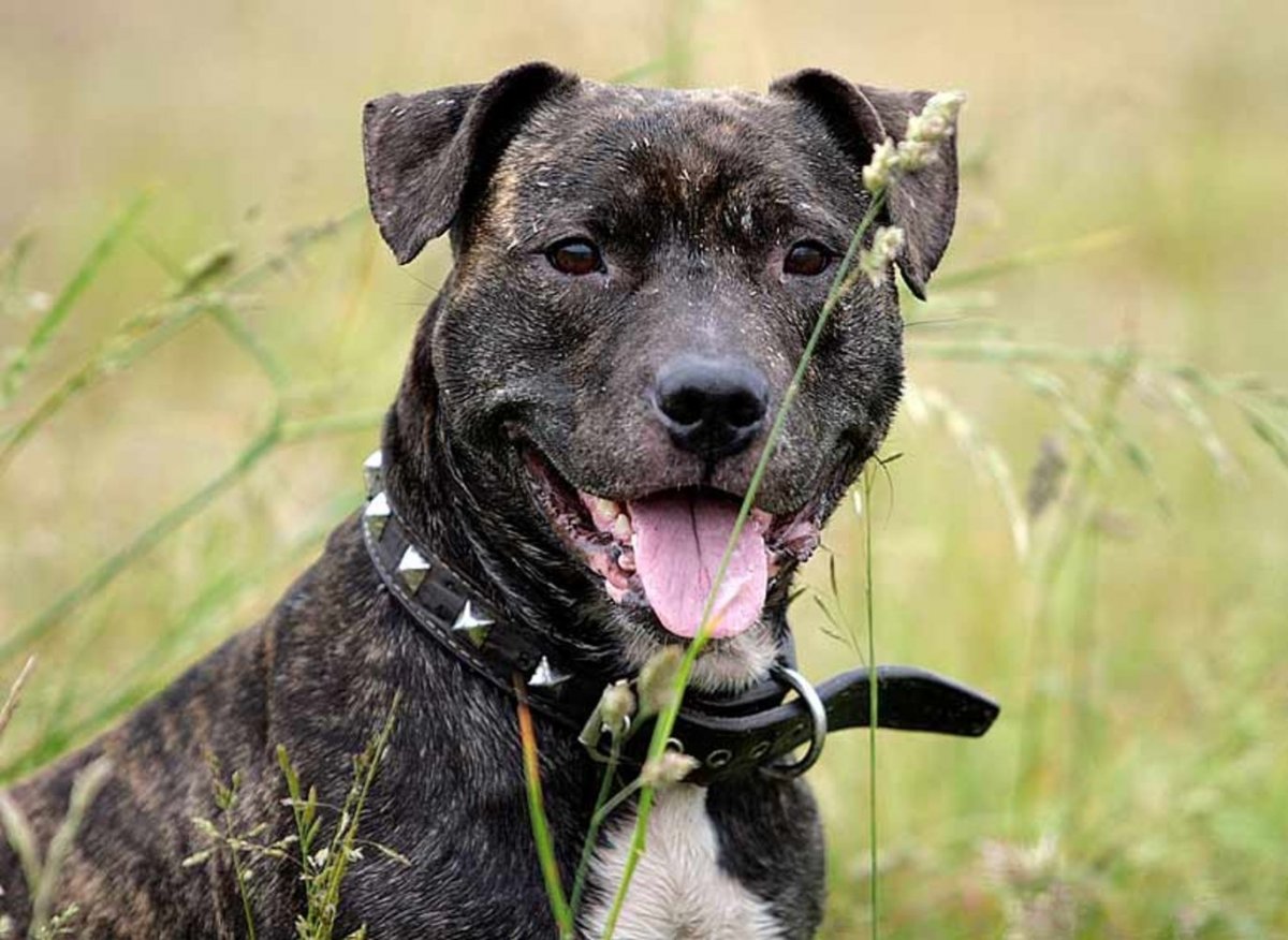 Метис таксы и стаффа