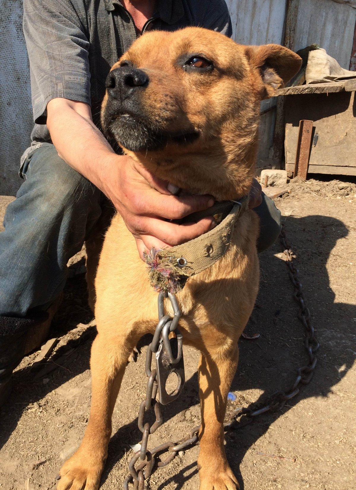 Метис малинуа Тайга в добрые руки