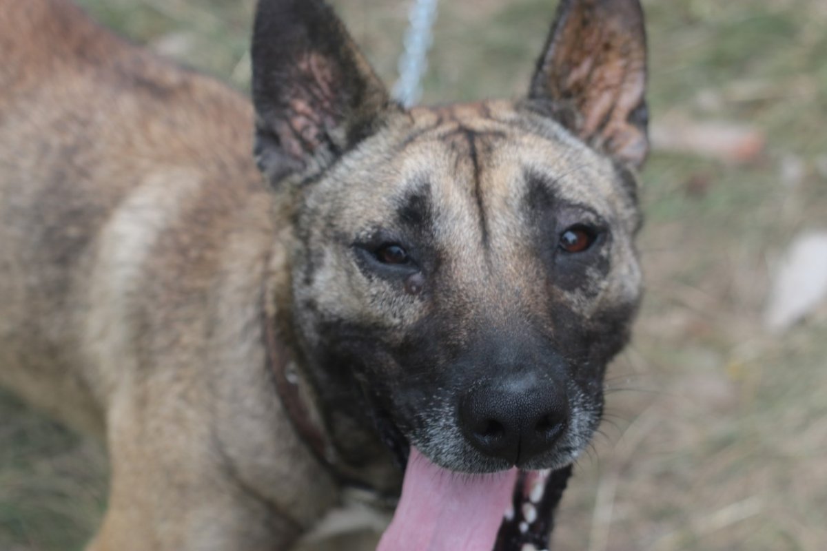 Стаффордширский терьер метис питбуля