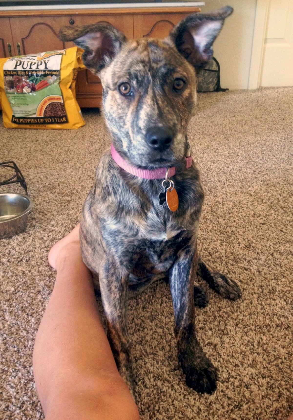 Питбуль и такса помесь