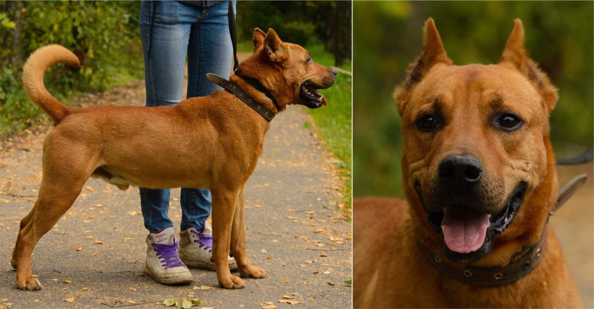 Амстаффик метис овчарка