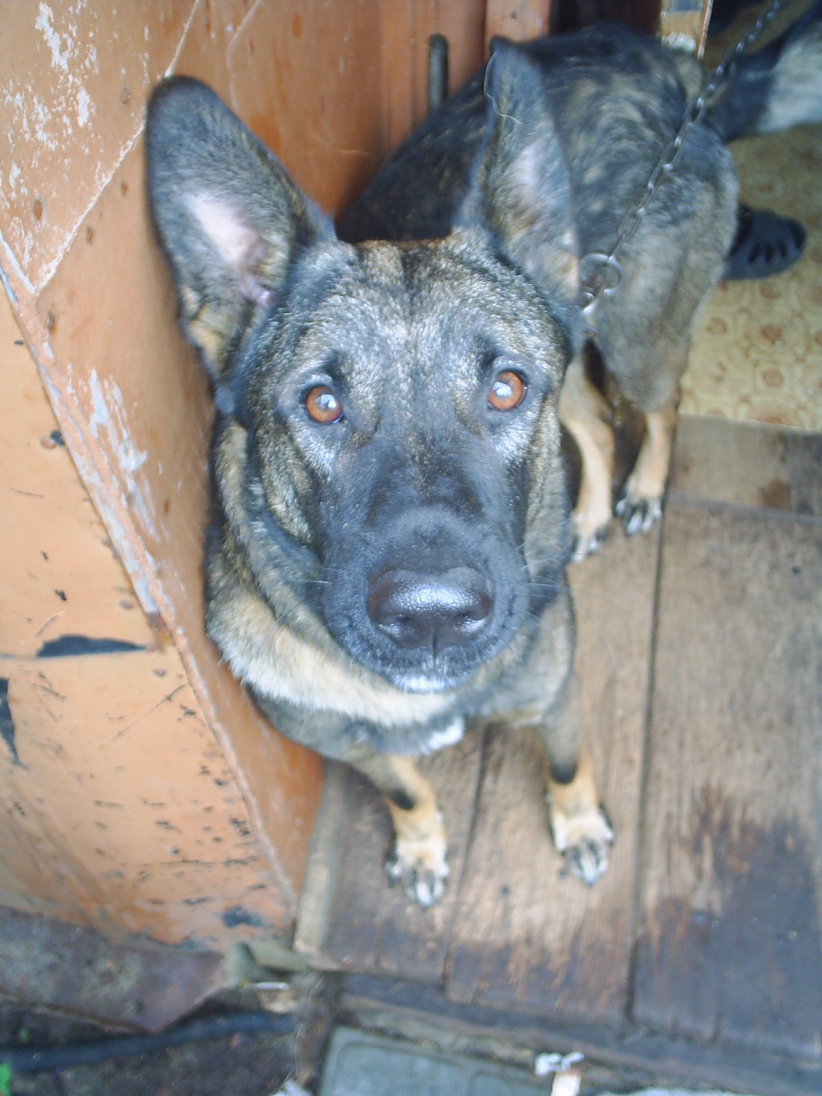 Метис стаффа и лайки