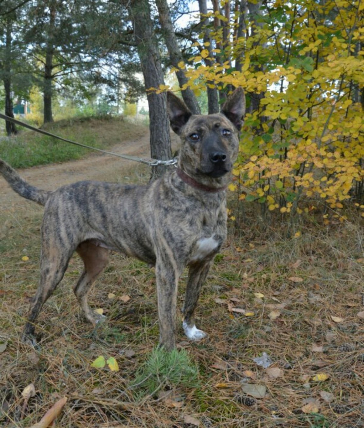 Питбуль и немецкая овчарка смесь