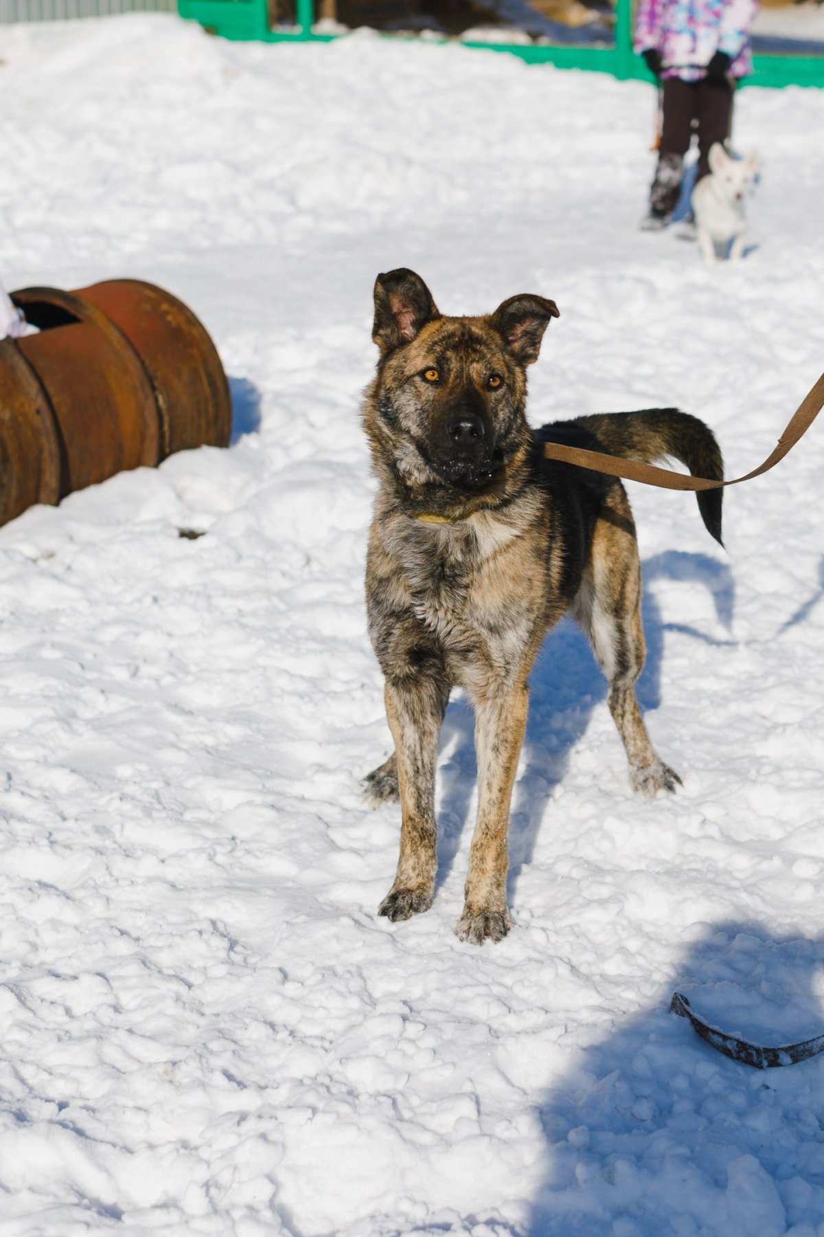 Метис питбуля и овчарки