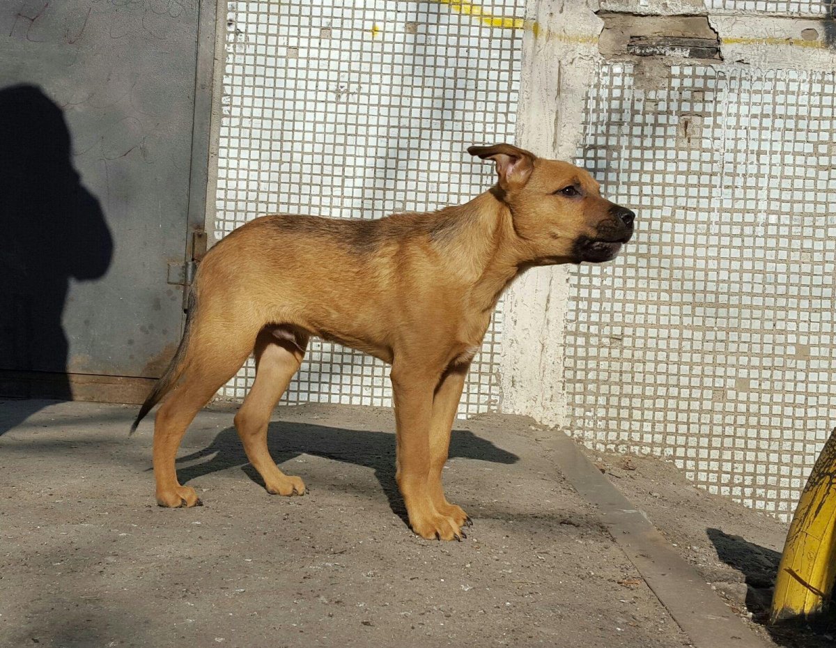 Метис овчарка стафф