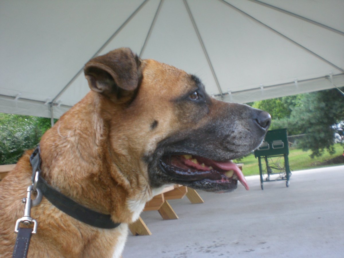 Такса овчарка дворняжка