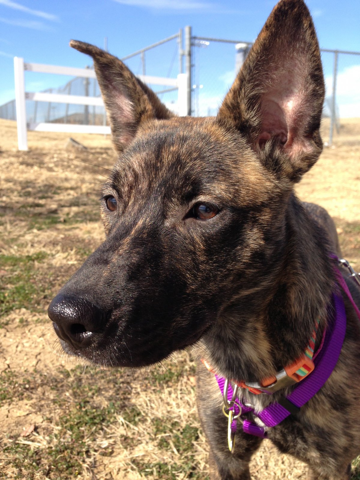 Стаффордширский терьер помесь