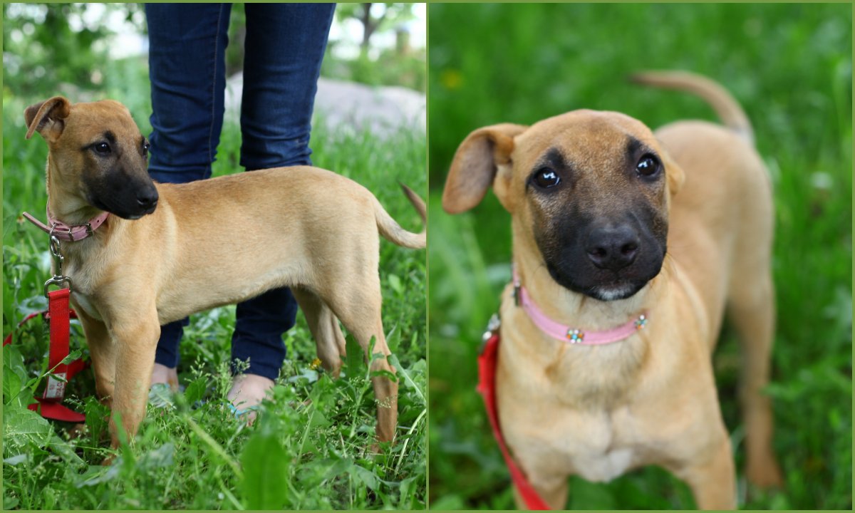 Американский стаффордширский терьер рыжий