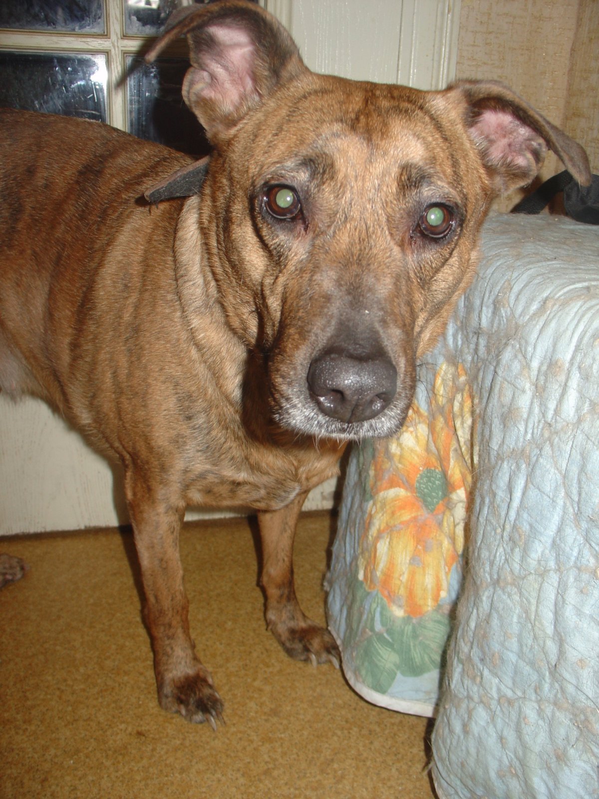 Смесь стаффа и дворняги