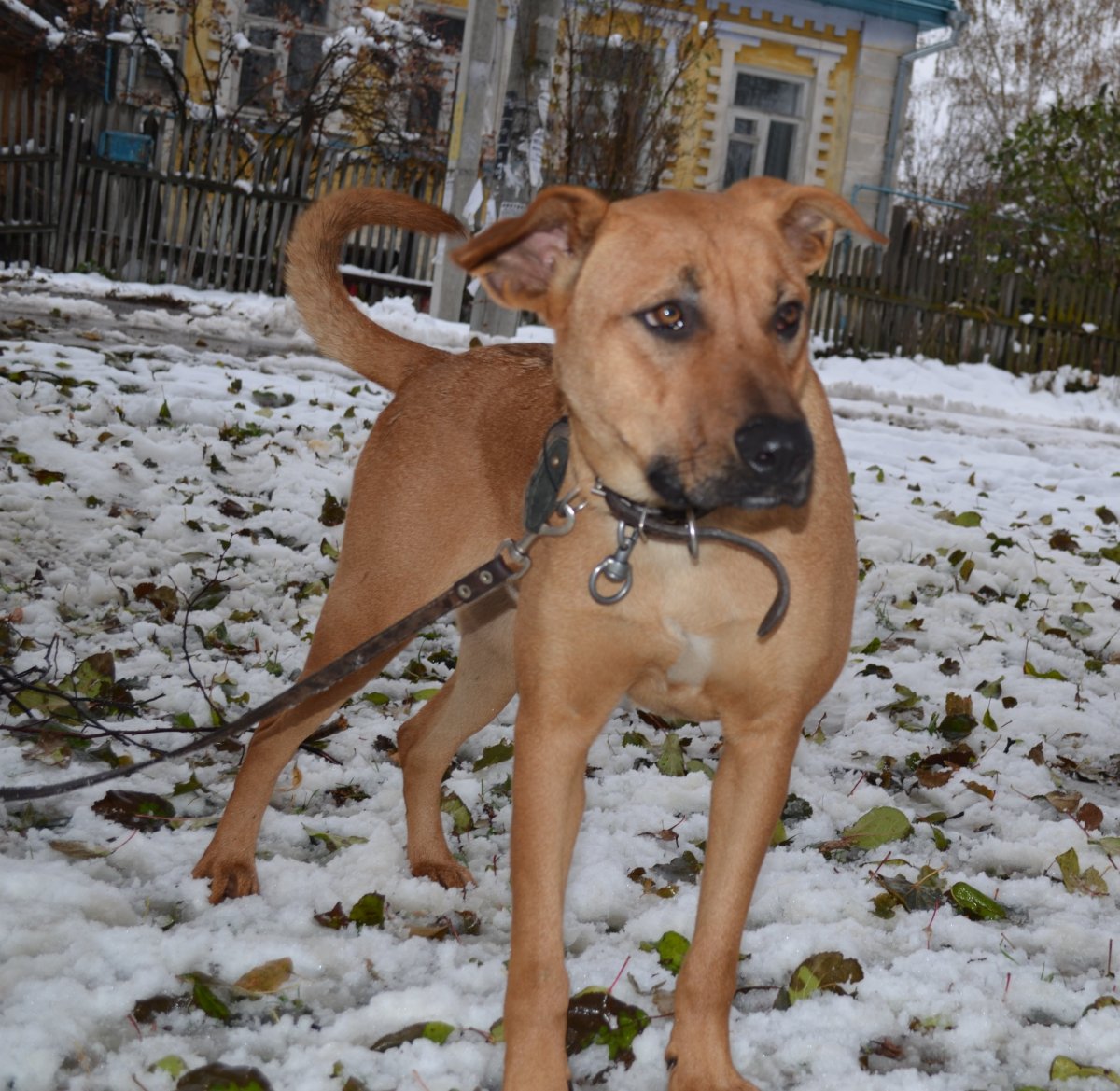 Питбуль с овчаркой помесь