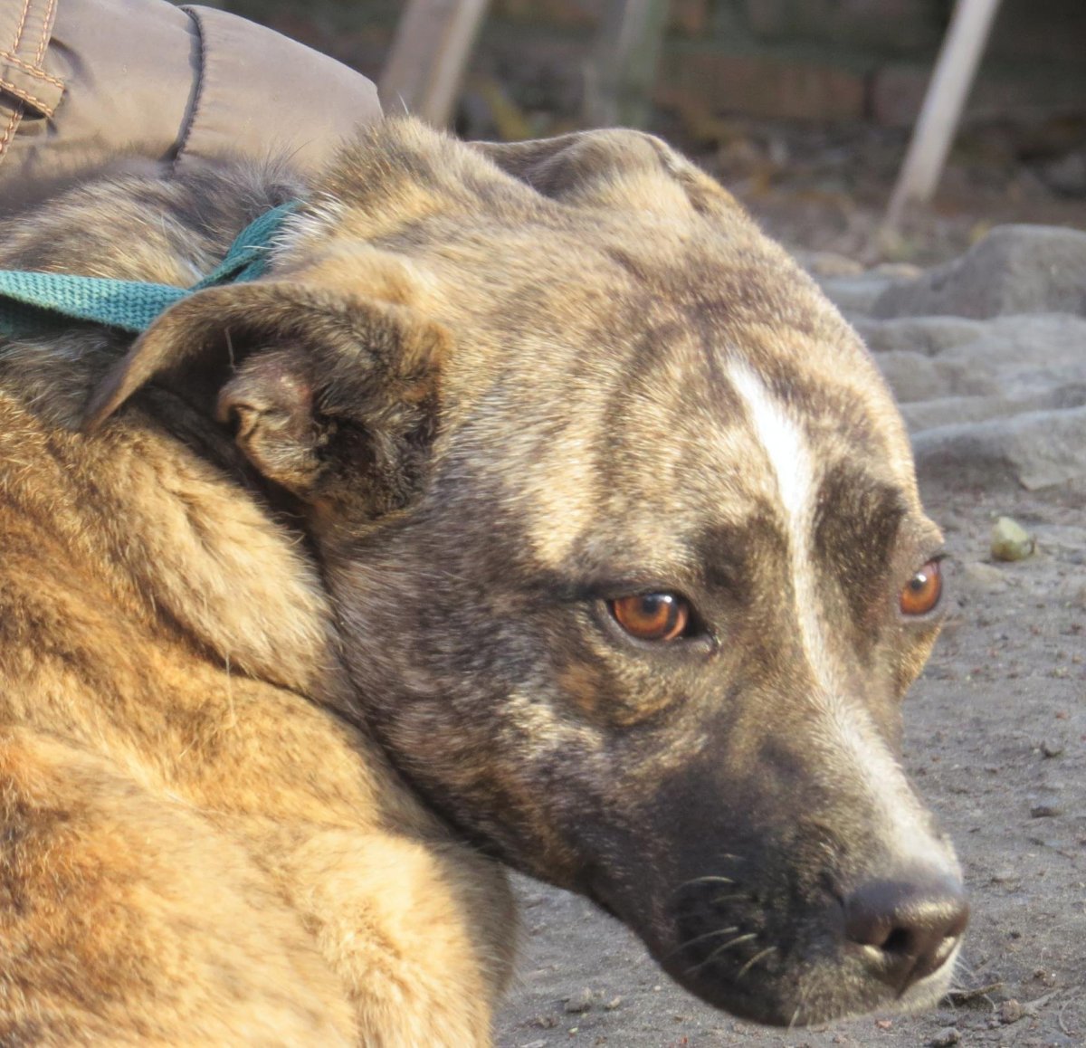 Денис Панов передержка