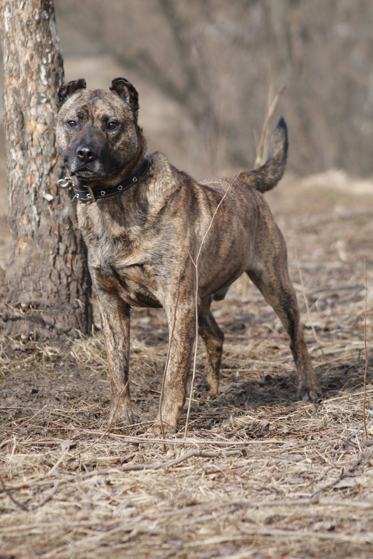 Метис амстафф и питбуль
