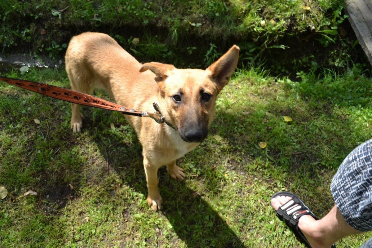 Метис малинуа и питбуля