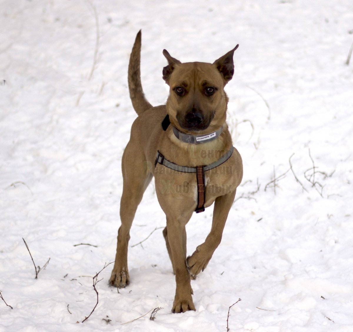 Стаффордширский терьер метис