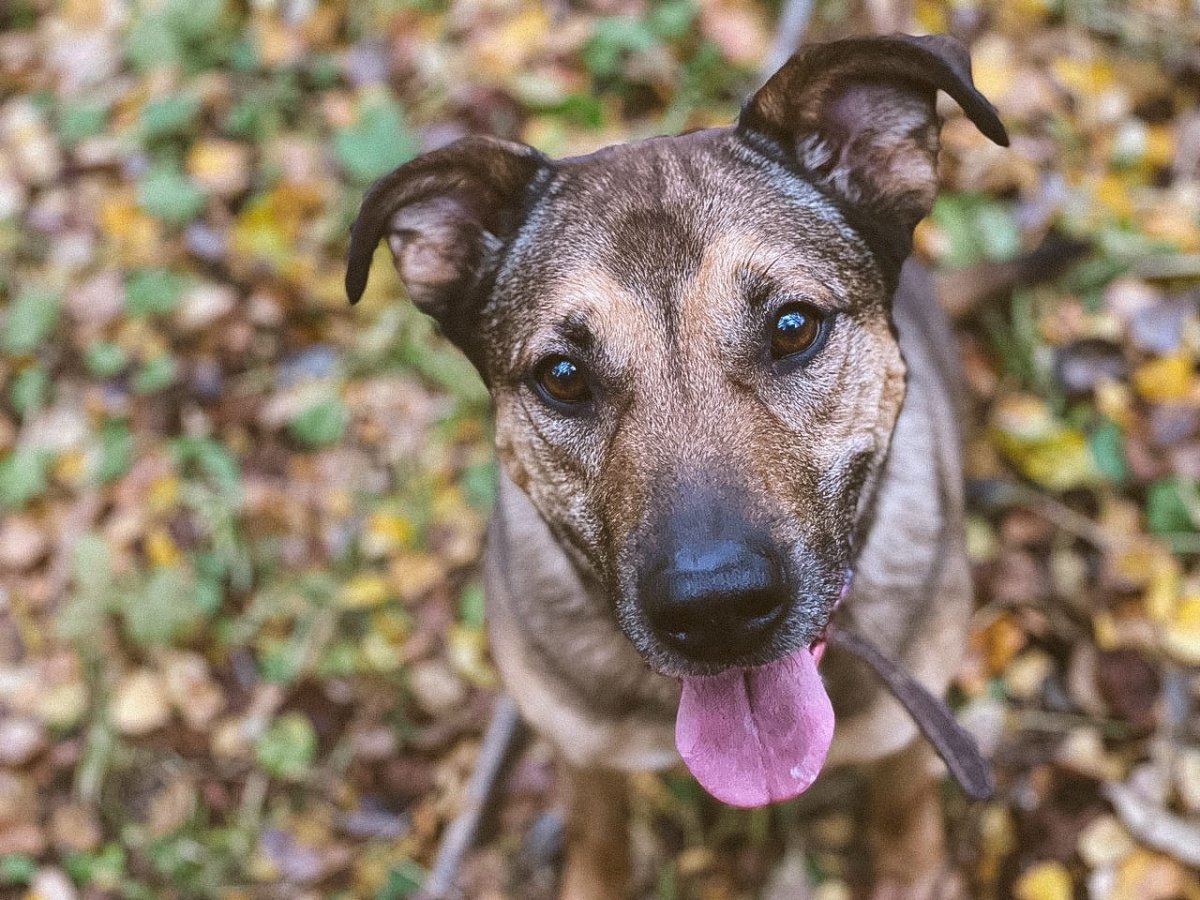 Метис овчарка стафф