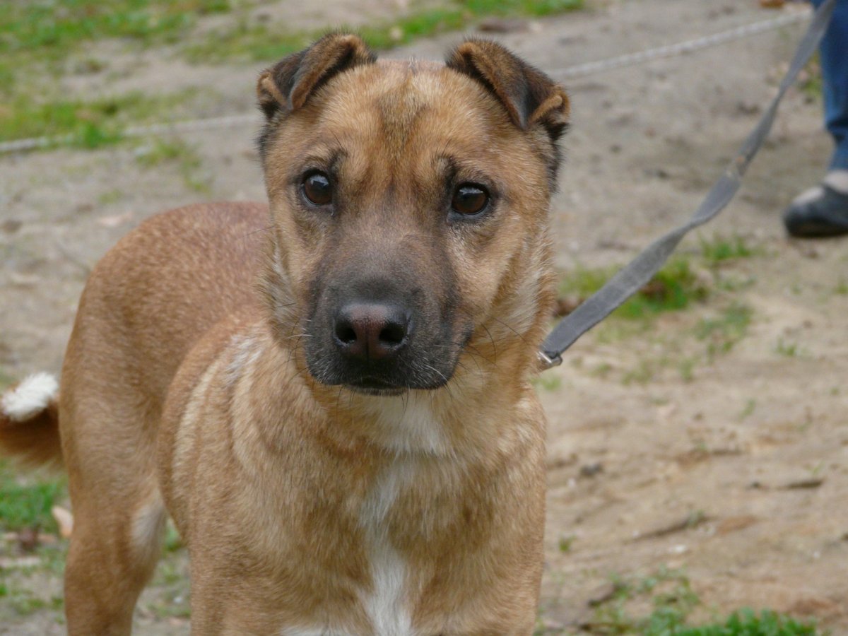 Такса овчарка дворняжка